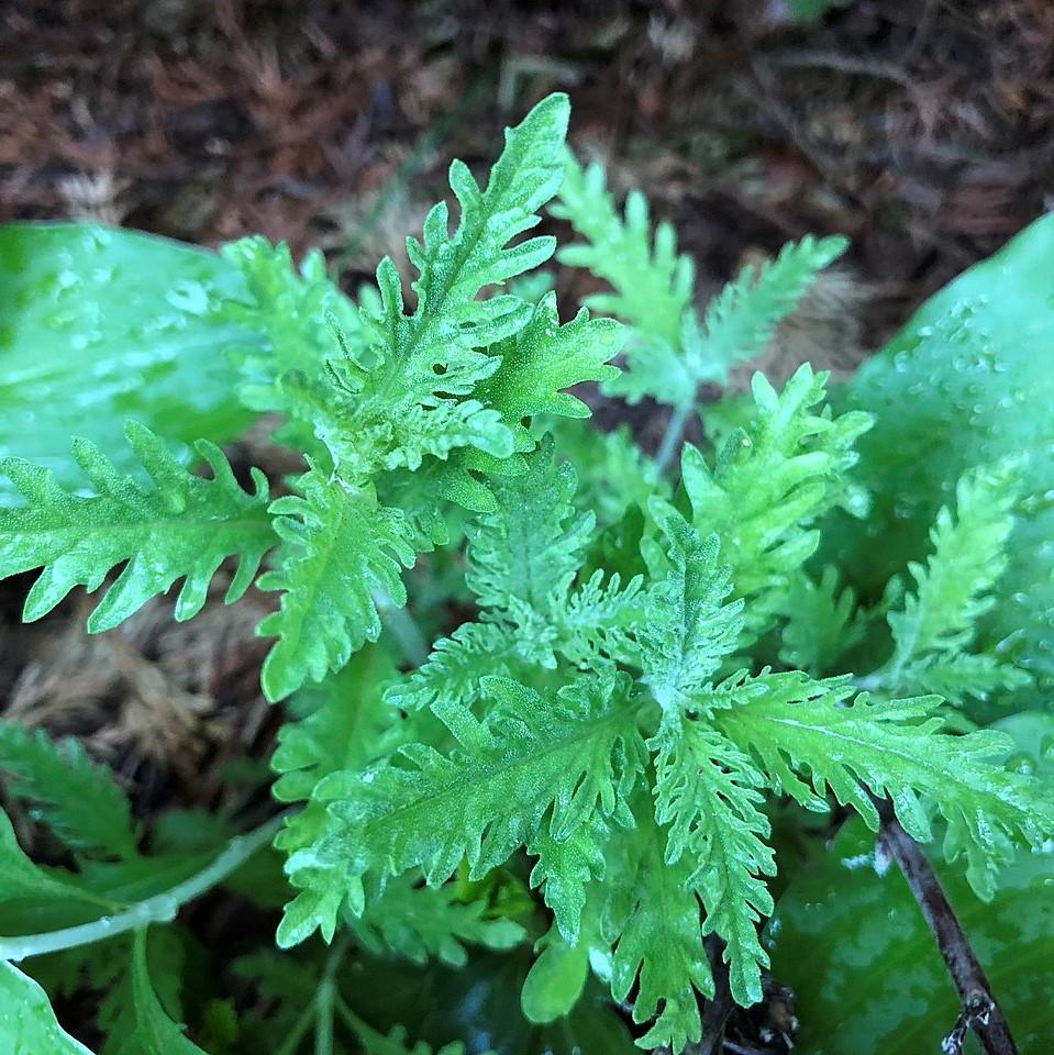 Perovskia atriplicifolia ~ Russian Sage