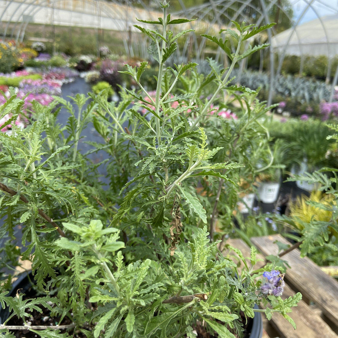 Perovskia atriciplicifolia ‘denim ‘N lace’ ~ Russian Sage - Delivered By ServeScape