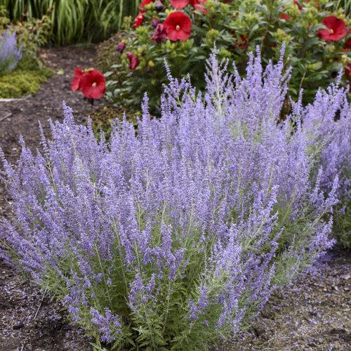 Perovskia atriplicifolia ‘denim ‘N lace’ ~ Denim 'N Lace Russian Sage-ServeScape