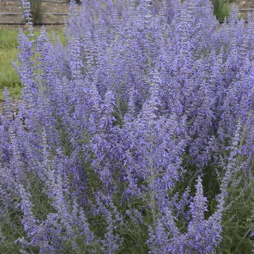 Perovskia atriplicifolia ‘denim ‘N lace’ ~ Denim 'N Lace Russian Sage-ServeScape