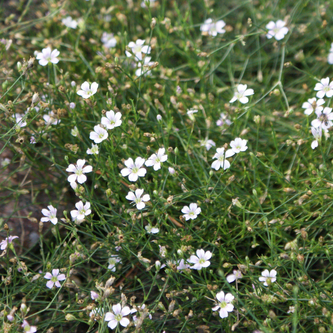 Petrorhagia saxifraga ~ Tunic Flower, Tunica saxifraga - Delivered By ServeScape