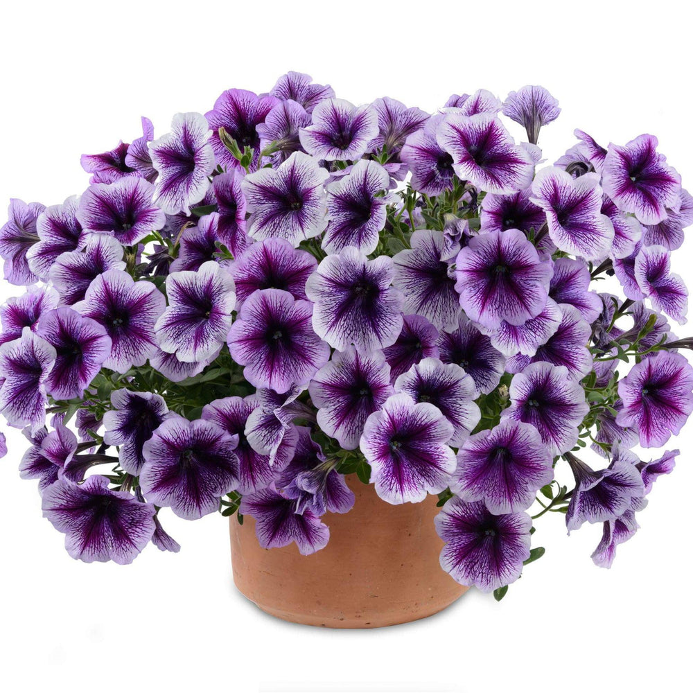 Petunia x 'Purple Vein Ray' ~ Purple Vein Ray™ Petunia-ServeScape