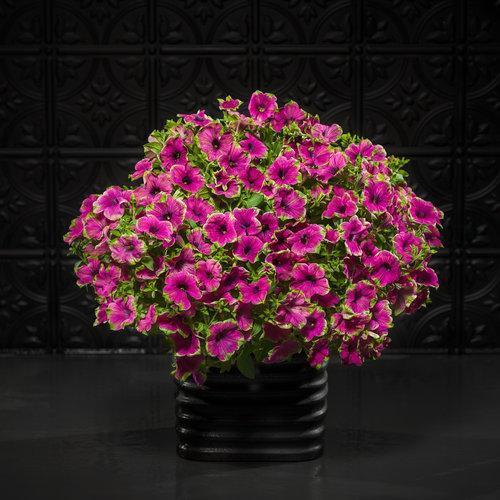 Petunia hybrid 'DCASPITAYA' ~Supertunia® Picasso in Purple® Petunia-ServeScape