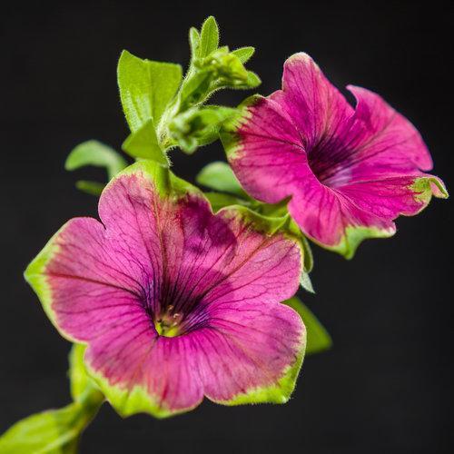 Petunia hybrid 'DCASPITAYA' ~Supertunia® Picasso in Purple® Petunia-ServeScape