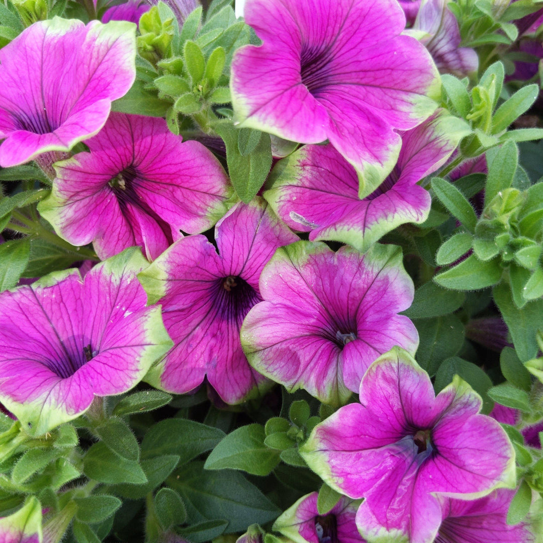 Petunia hybrid ~ Supertunia Picasso in Purple - Delivered By ServeScape