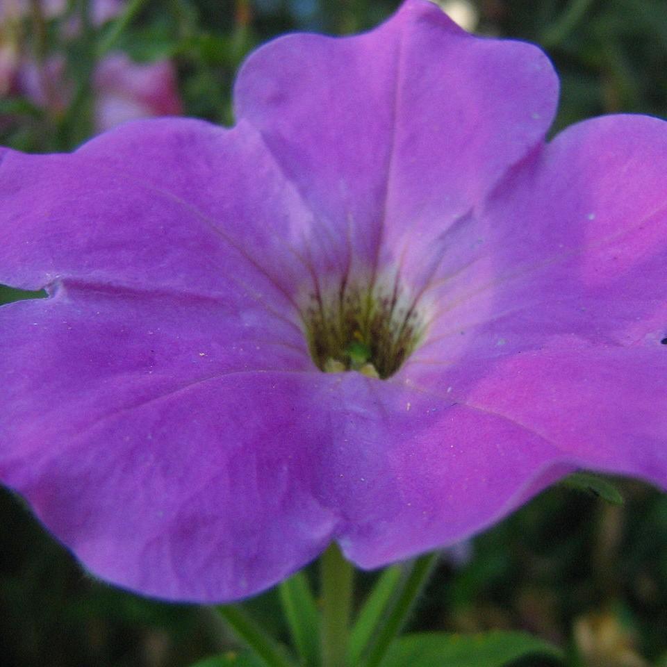 Petunia hybrid 'Keilavbu' ~ Surfinia® Sky Blue Petunia-ServeScape