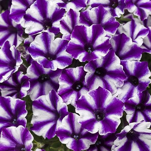 Petunia hybrid 'USTUNJ1901'~ Supertunia Mini Vista® Violet Star-ServeScape