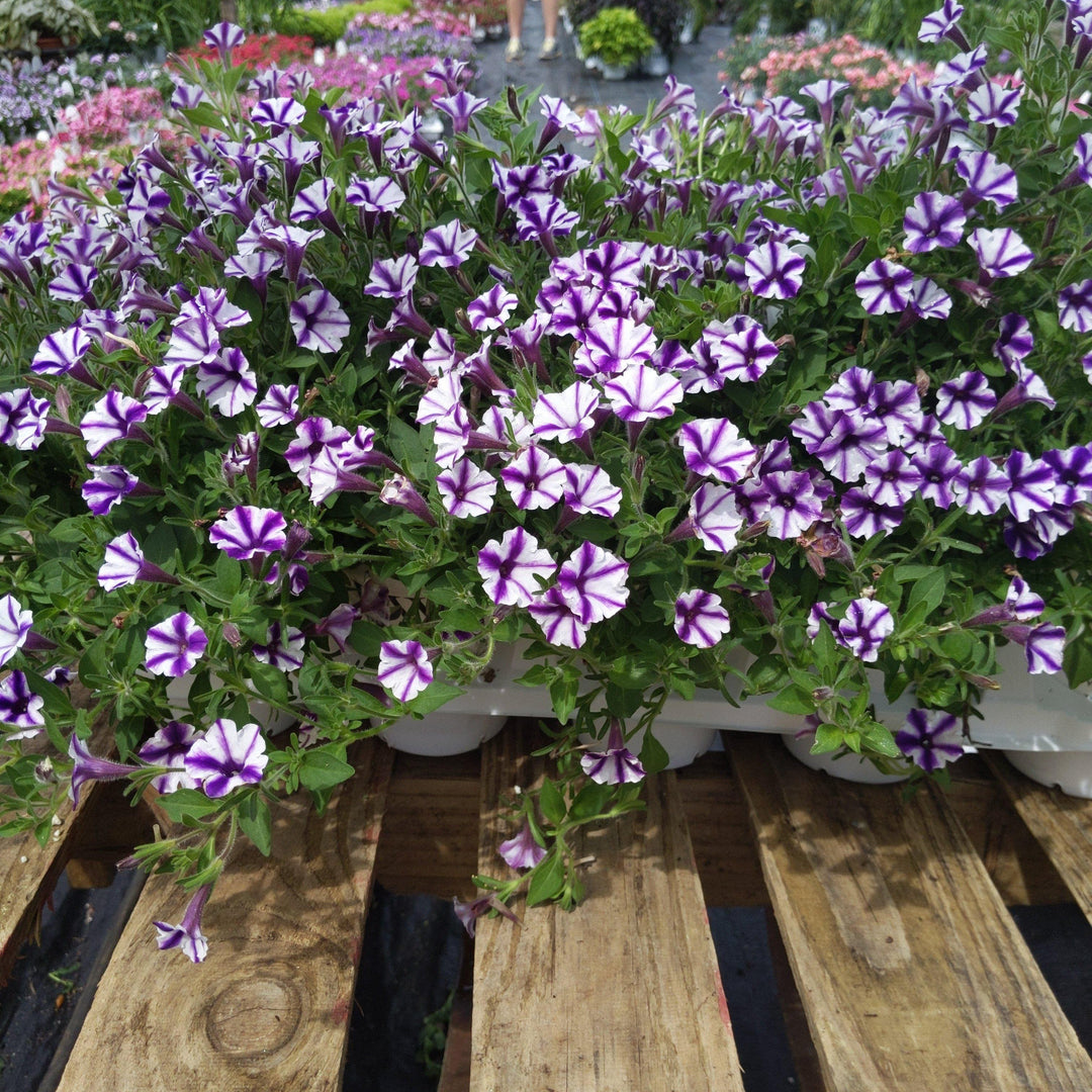Petunia hybrid ~ Supertunia Mini Vista Violet Star - Delivered By ServeScape