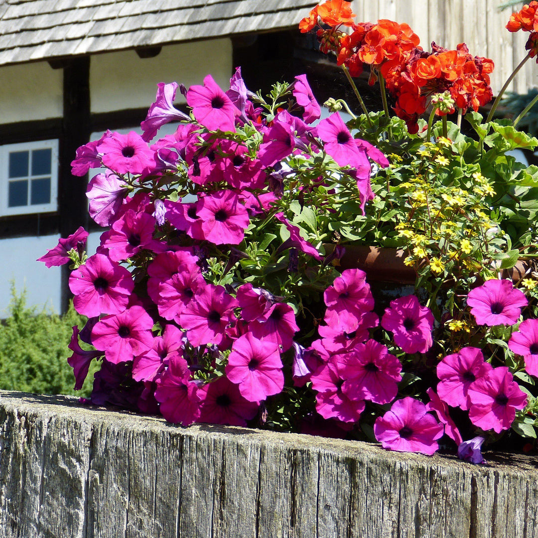 Petunia x 'PAS3186' ~ Wave® Purple Classic Spreading Petunia-ServeScape