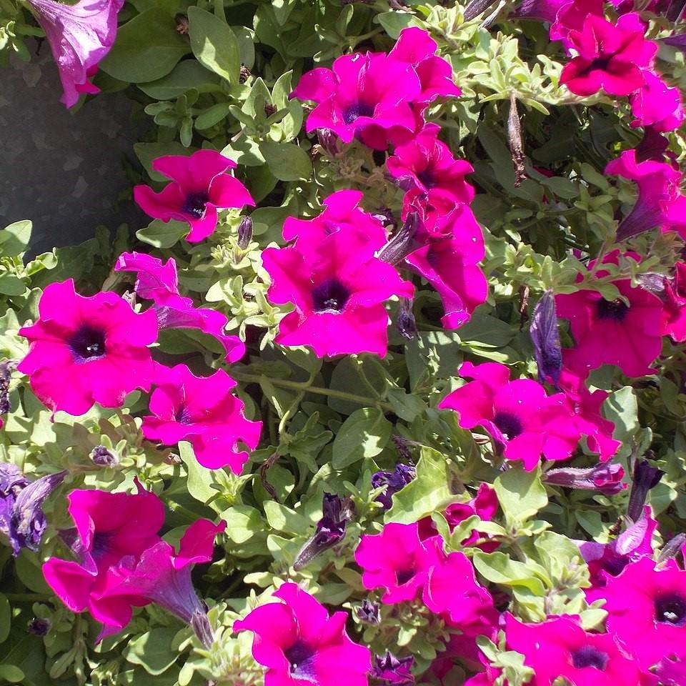 Petunia x 'PAS3186' ~ Wave® Purple Classic Spreading Petunia-ServeScape