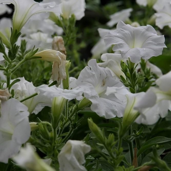 Petunia x 'PAS760712' ~ Easy Wave® White Spreading Petunia-ServeScape