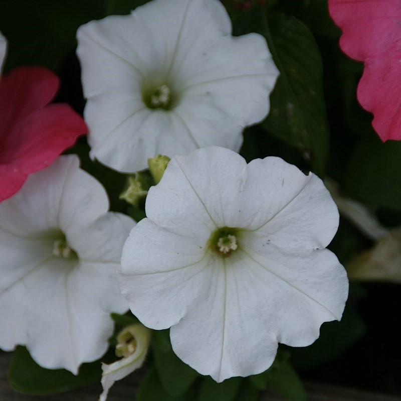 Petunia x 'PAS760712' ~ Easy Wave® White Spreading Petunia-ServeScape