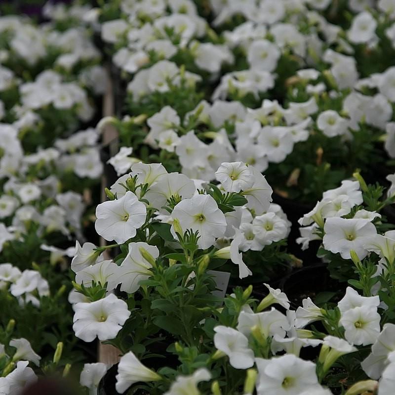 Petunia x 'PAS760712' ~ Easy Wave® White Spreading Petunia-ServeScape