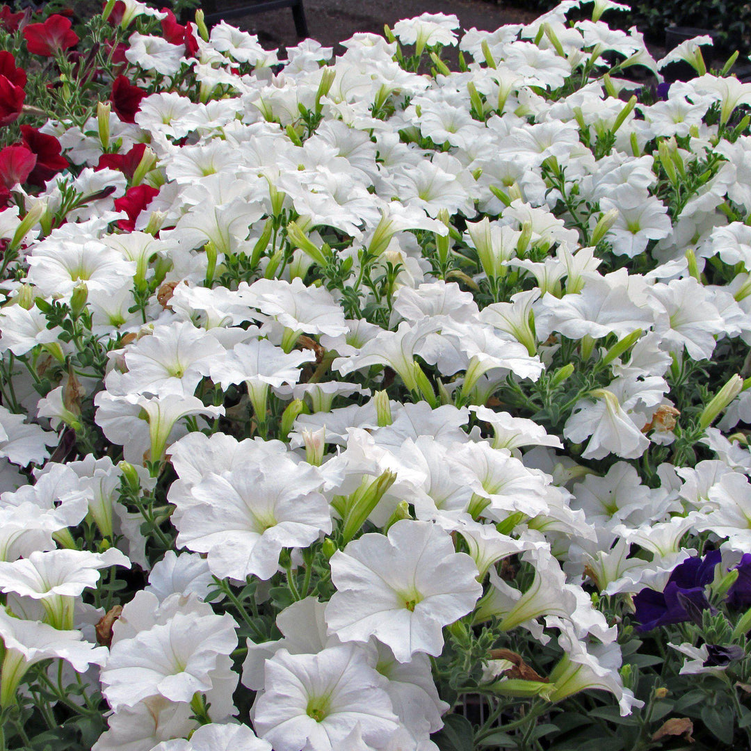 Petunia x 'PAS760712' ~ Easy Wave® White Spreading Petunia-ServeScape