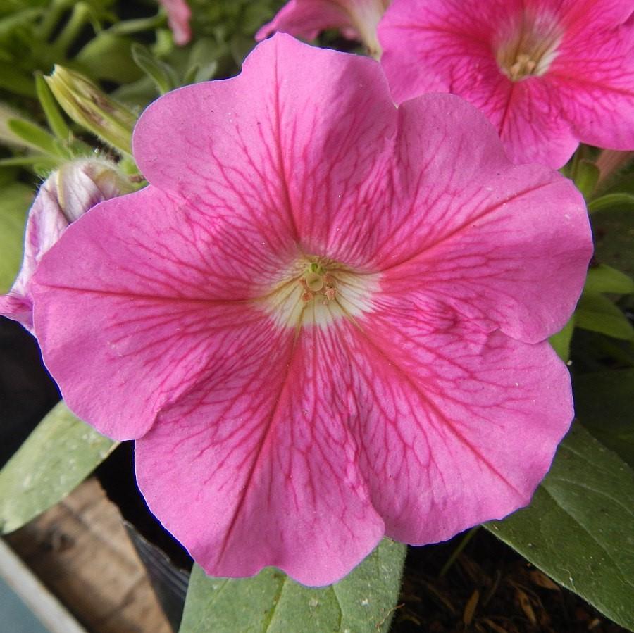Petunia x 'PAS97504' ~ Wave® Pink Spreading Petunia-ServeScape