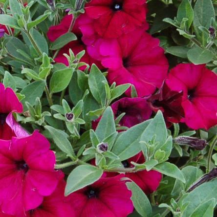 Petunia x 'PAS982903' ~ Easy Wave® Berry Velour Spreading Petunia-ServeScape