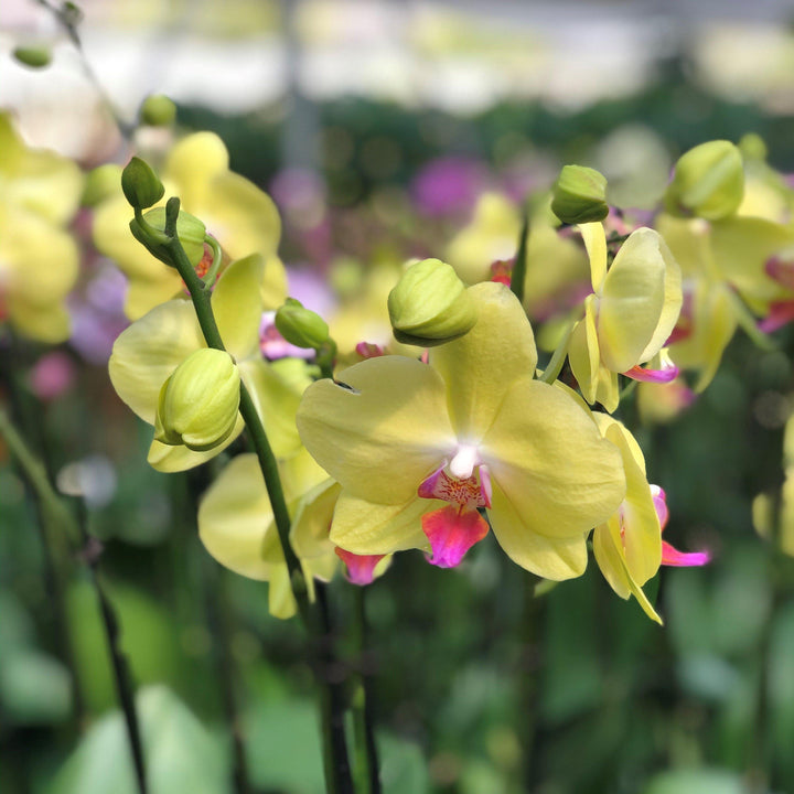 Phalaenopsis Sogo Yukidian ~Sogo Yukidian Orchid-ServeScape