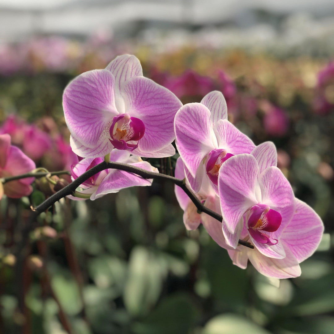 Phalaenopsis Sogo Yukidian ~Sogo Yukidian Orchid-ServeScape