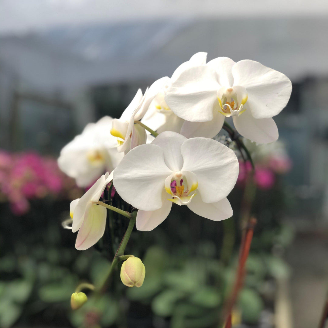 Phalaenopsis Sogo Yukidian 'V3' ~V3 Sogo Yukidian Orchid-ServeScape