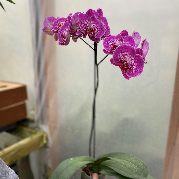Phalaenopsis spp. ~ Moth Orchid-ServeScape