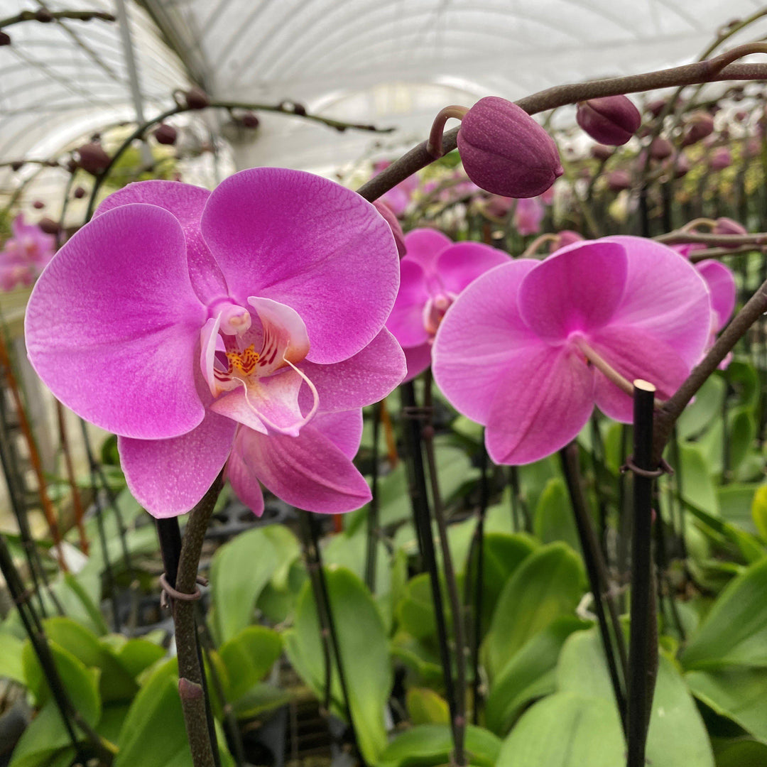 Phalaenopsis spp. ~ Moth Orchid-ServeScape