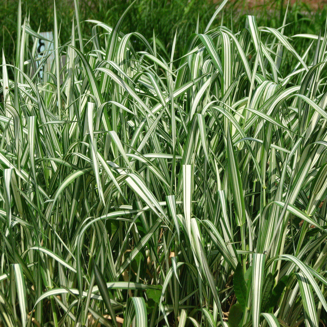 Phalaris arundinacea var. picta 'Picta' ~ Picta Ribbon Grass-ServeScape
