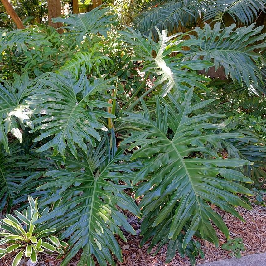 Philodendron bipinnatifidum ~ Split Leaf Philodendron-ServeScape