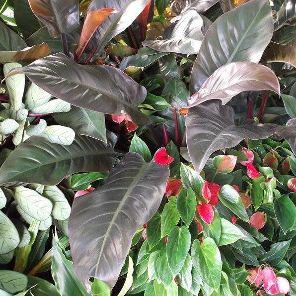 Philodendron Tatei ‘Rojo’ ~ Congo Rojo Philodendron-ServeScape