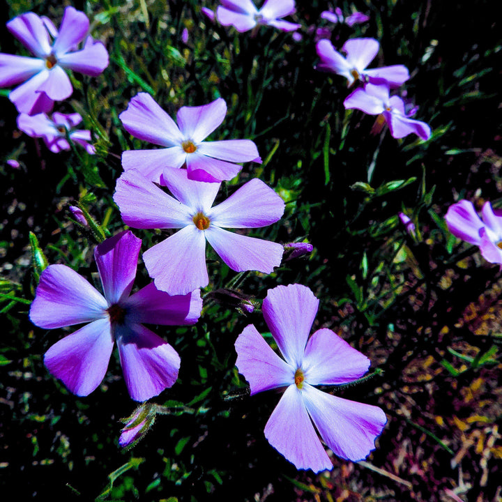Phlox divaricata 'Ozzie's Purple' ~ Ozzie's Purple Woodland Phlox-ServeScape
