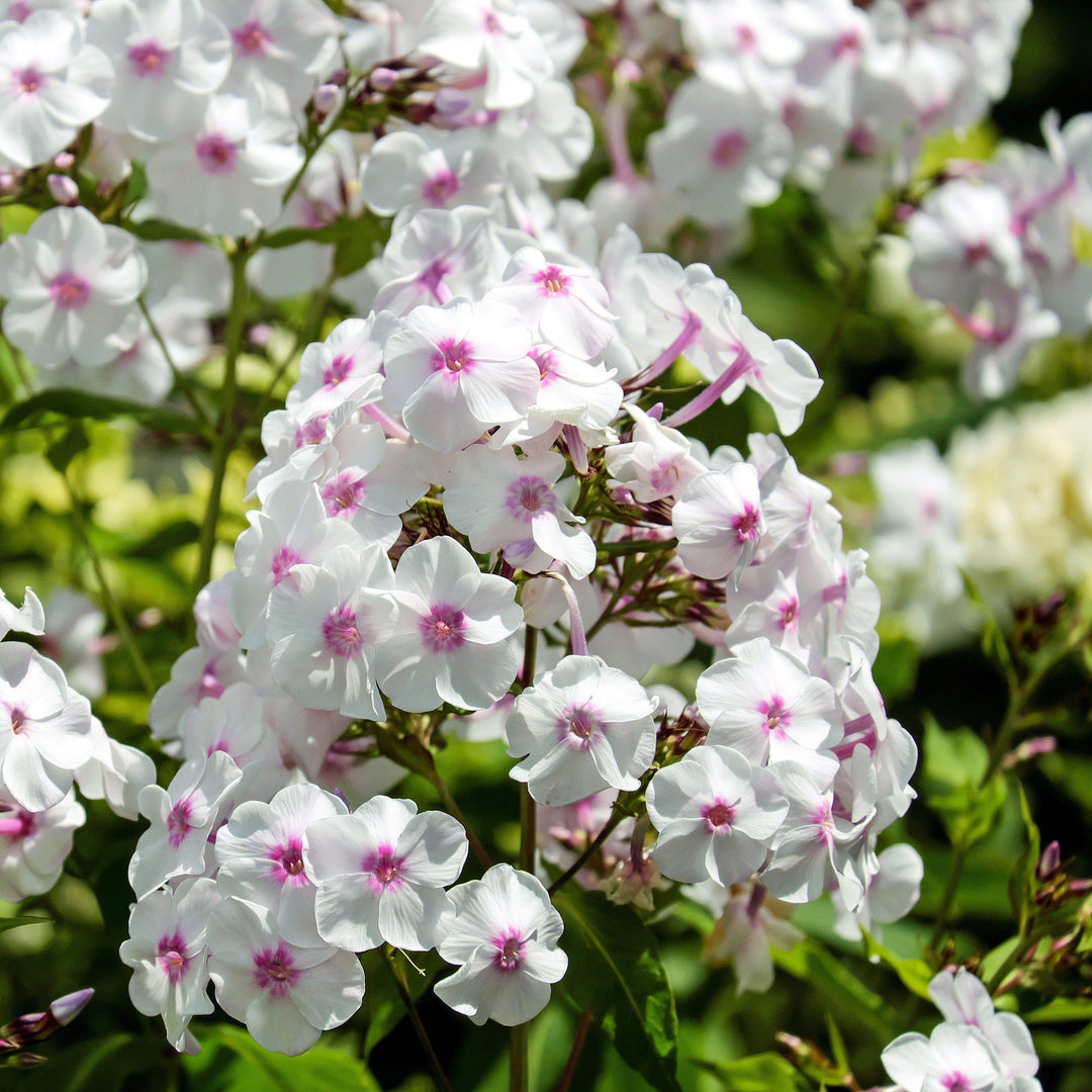Phlox paniculata 'Barsixty' ~ FLAME™ White Eye Garden Phlox - Delivered By ServeScape