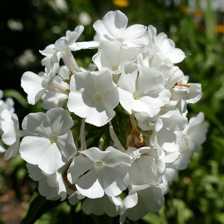 Phlox paniculata 'Bartwentynine' ~ Flame® White Dwarf Garden Phlox - Delivered By ServeScape
