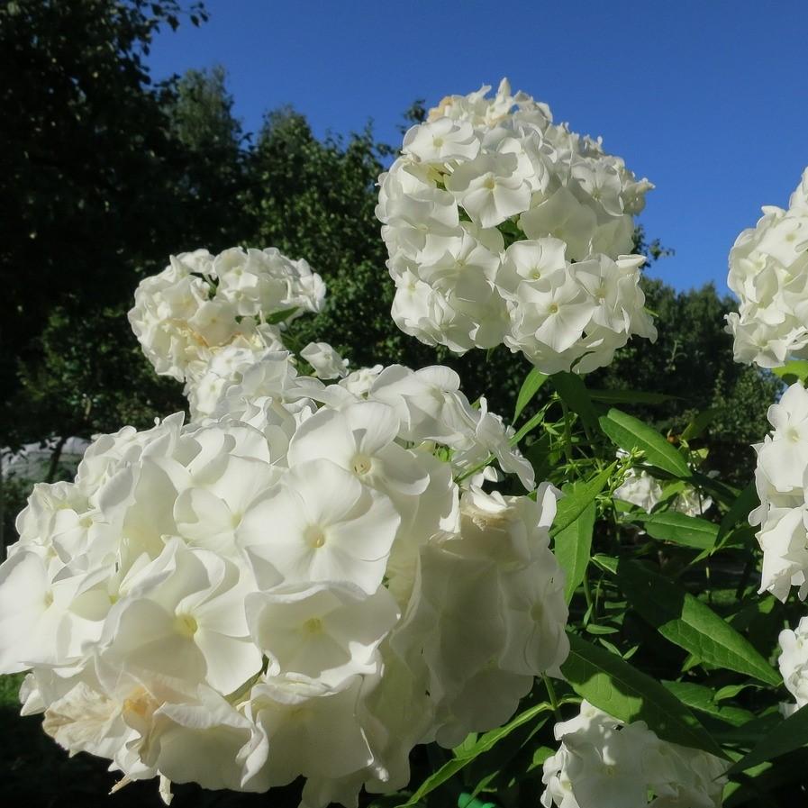 Phlox paniculata 'Dasfive' ~ Ice Cap Garden Phlox-ServeScape