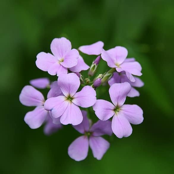 Phlox paniculata 'David's Lavender' pp17793 ~ David's Lavender Garden Phlox