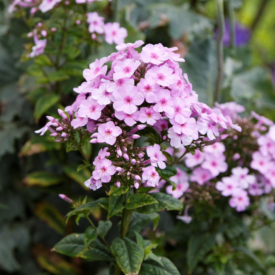 Phlox paniculata 'Ditomdre' ~ Sweet Summer® Dream™ Garden Phlox-ServeScape