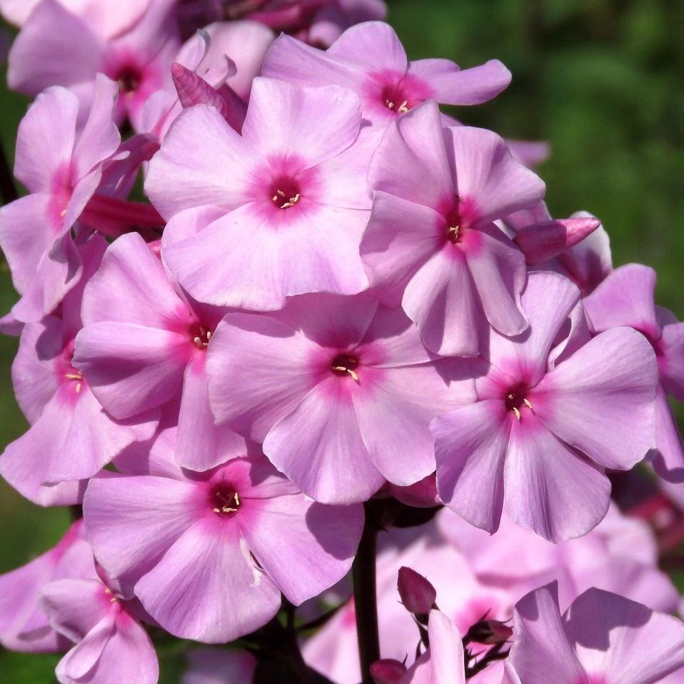 Phlox paniculata 'Ditomfra' ~ Phlox Sweet Summer™ Fragrance™ Garden Phlox-ServeScape