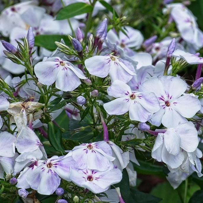 Phlox paniculata 'Flame Blue' ~ Flame™ Blue Garden Phlox-ServeScape