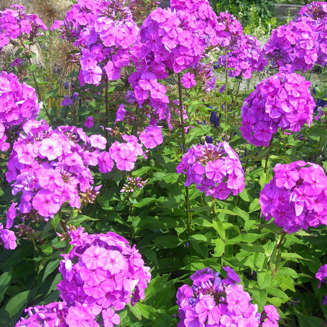 Phlox paniculata ~ Garden Phlox - Delivered By ServeScape