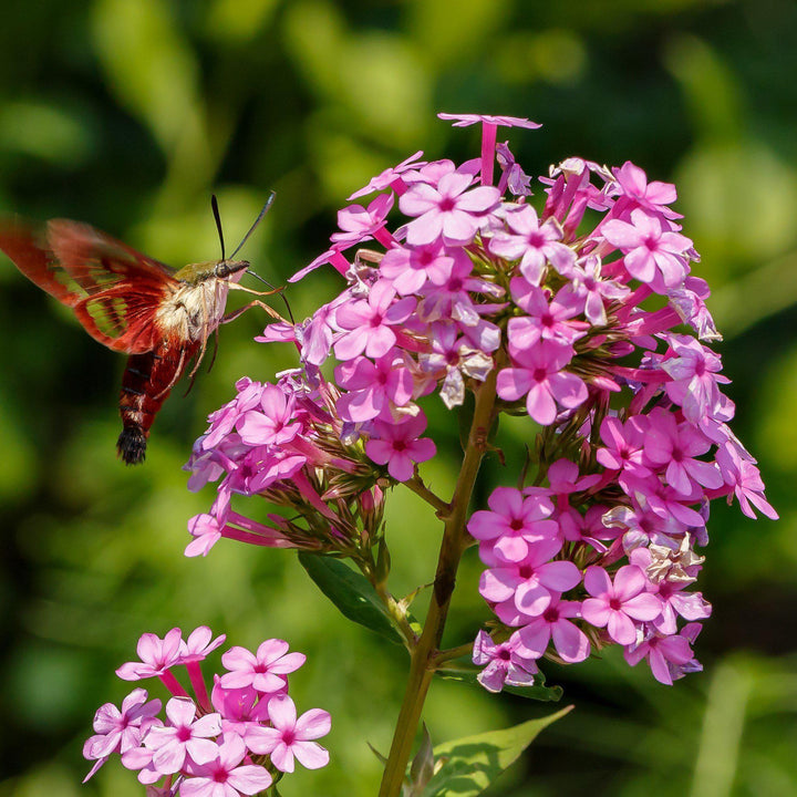 Phlox paniculata ‘Jeana’ ~ Jeana Garden Phlox-ServeScape