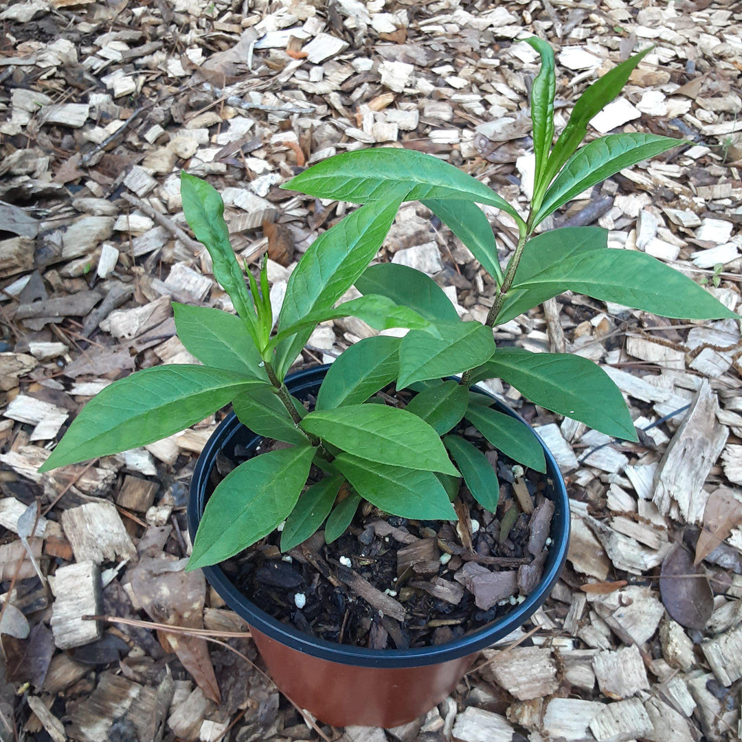 Phlox paniculata ‘Jeana’ ~ Jeana Garden Phlox-ServeScape