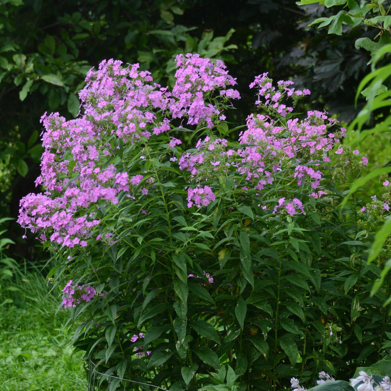 Phlox paniculata ‘Jeana’ ~ Jeana Garden Phlox-ServeScape