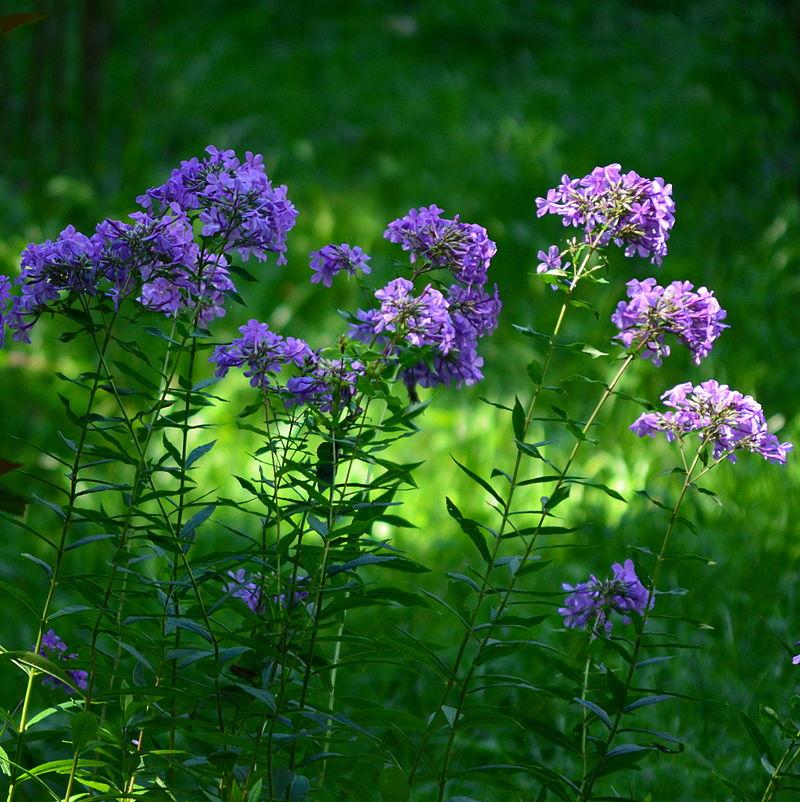 Phlox paniculata 'Wild Purple' ~ Wild Purple Garden Phlox
