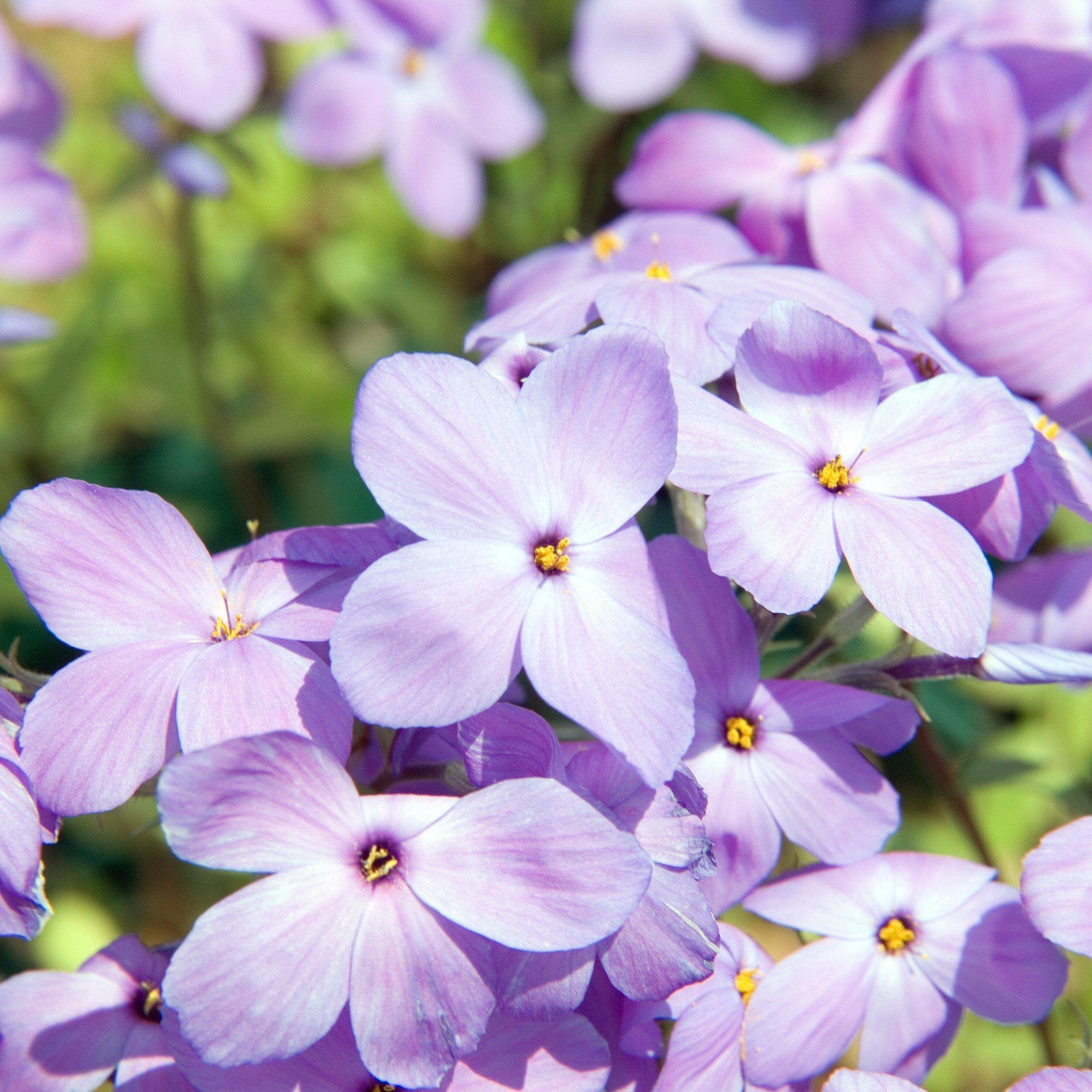 Sherwood Purple Creeping Phlox - Phlox stolonifera 'Sherwood Purple ...