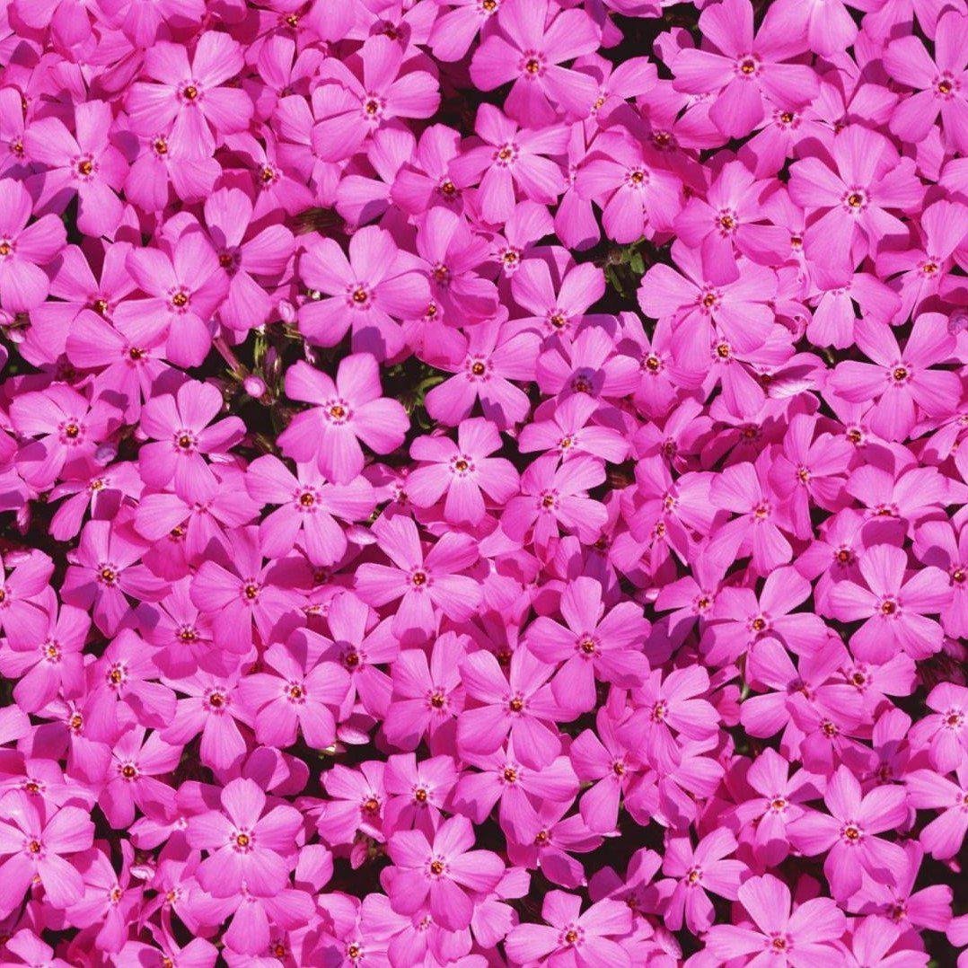 Phlox subulata 'Drummond's Pink' ~ Drummond's Pink Creeping Phlox - Delivered By ServeScape