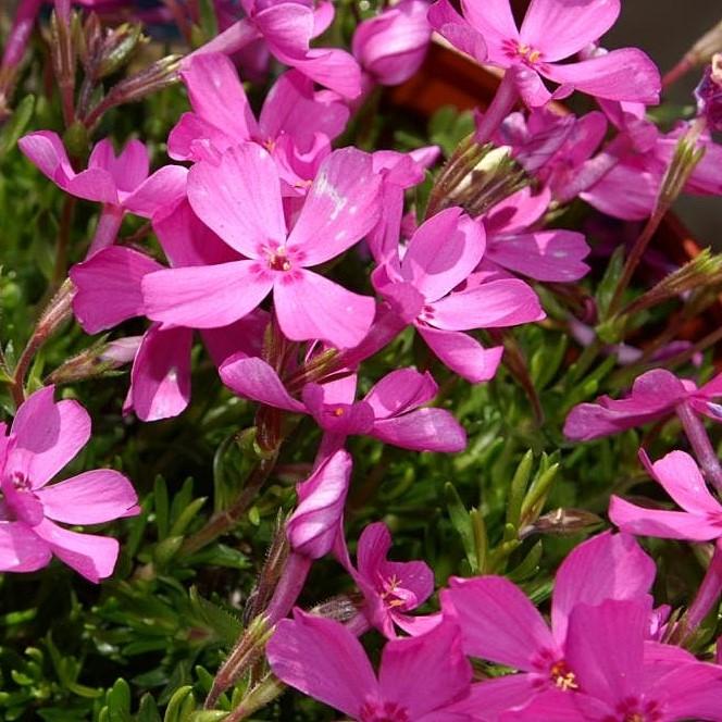 Phlox subulata 'Emerald Pink' ~ Emerald Pink Creeping Phlox - Delivered By ServeScape