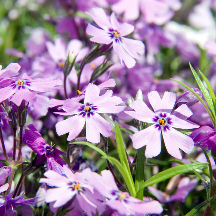 Phlox subulata 'Purple Beauty' ~ Purple Beauty Creeping Phlox-ServeScape