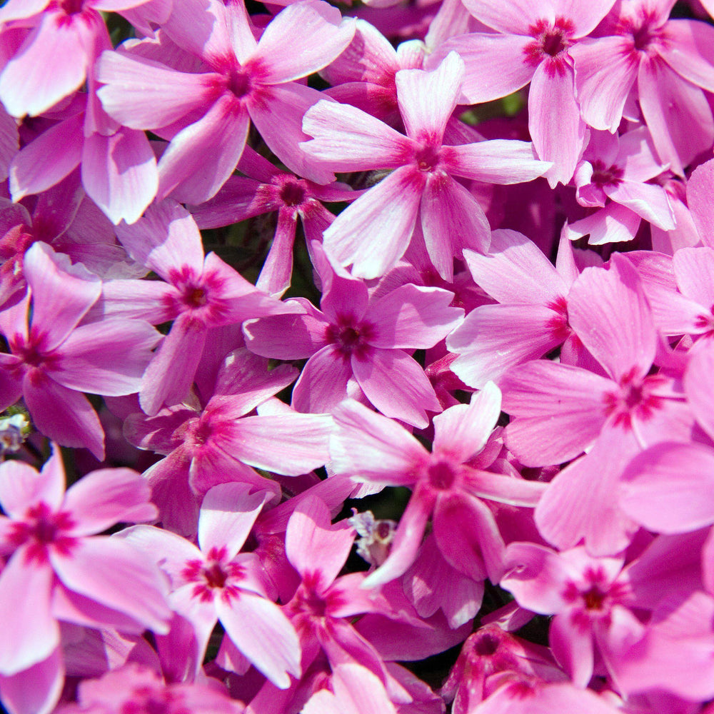 Phlox subulata 'Red Wings' ~ Red Wings Creeping Phlox - Delivered By ServeScape