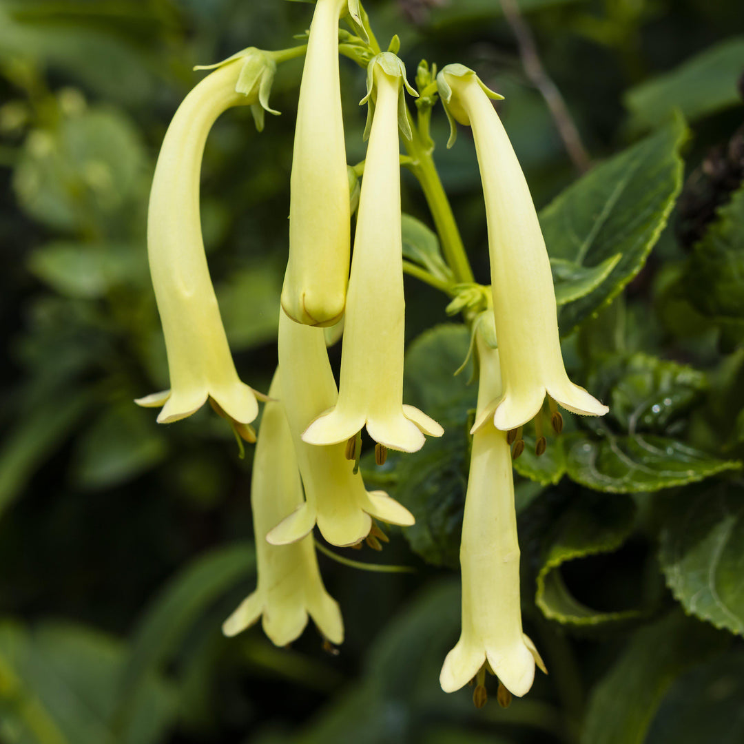 Phygelius 'TNPHYCY' ~ Colorburst™ Yellow Cape Fuchsia-ServeScape