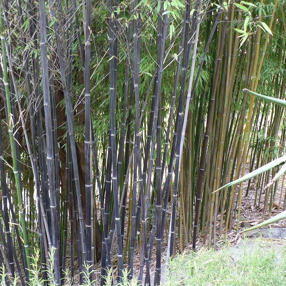 Phyllostachys nigra ~ Black Bamboo-ServeScape
