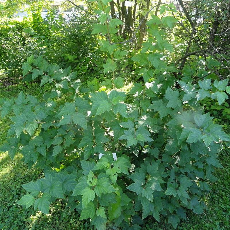 Physocarpus opulifolius ~ Atlantic Ninebark-ServeScape
