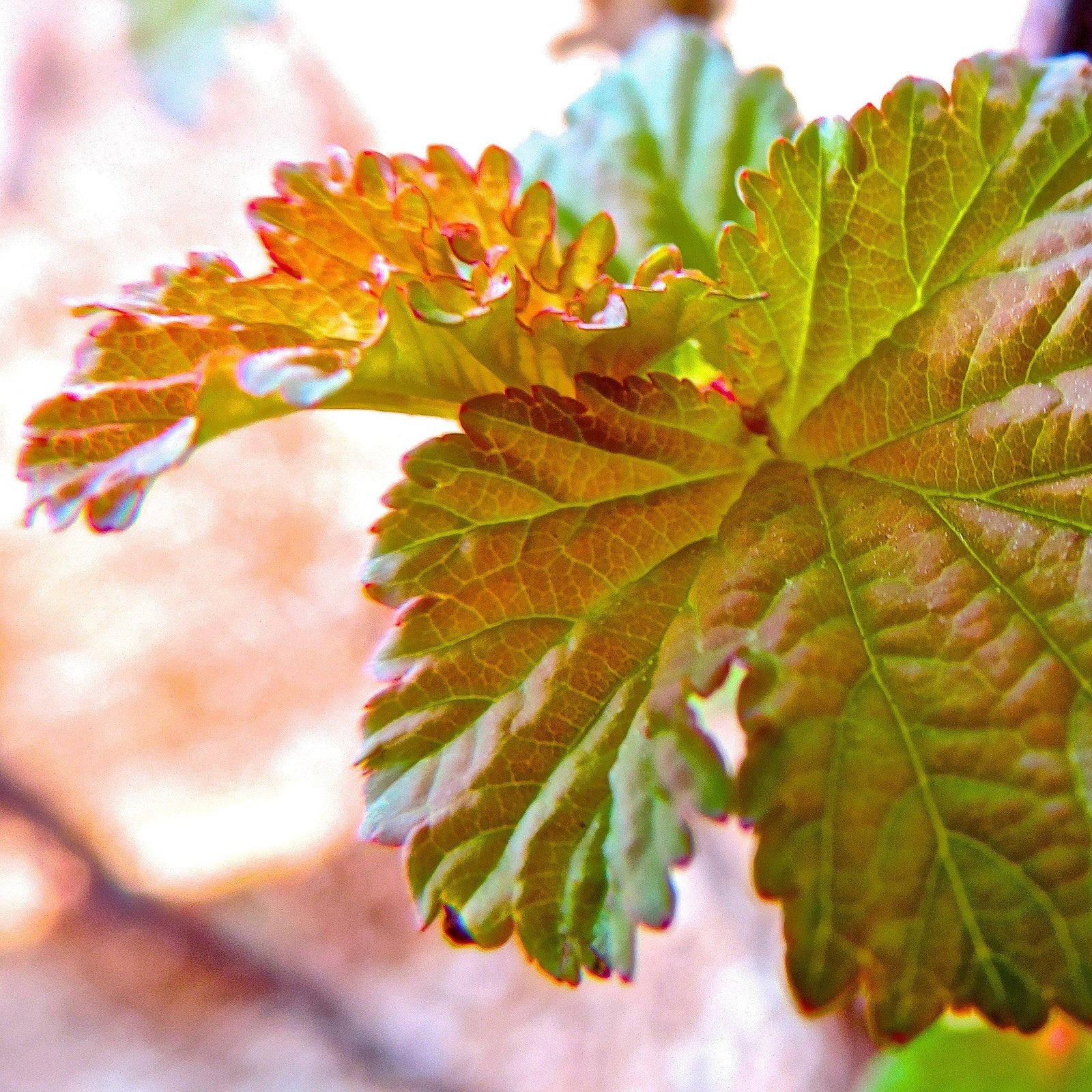 Physocarpus opulifolius 'Jefam' ~ Amber Jubilee™ Ninebark - Delivered By ServeScape